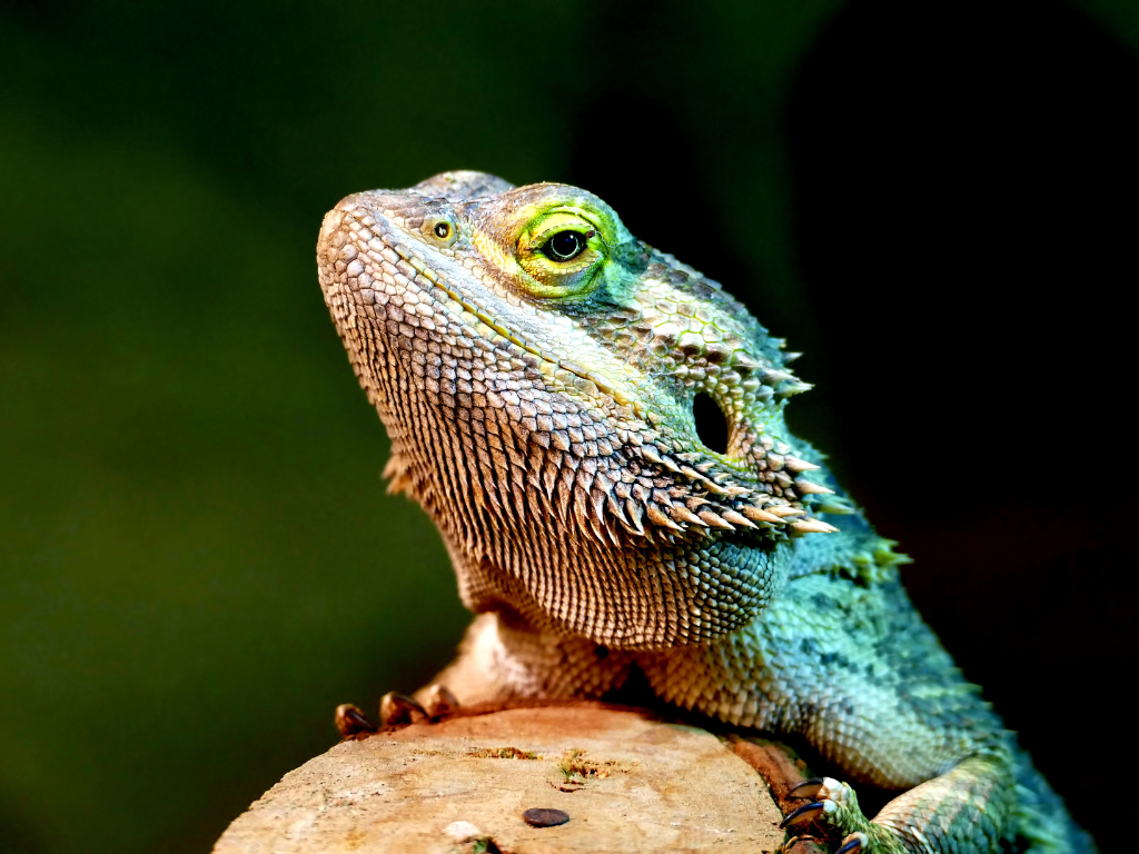 Dream About Lizards Changing Color