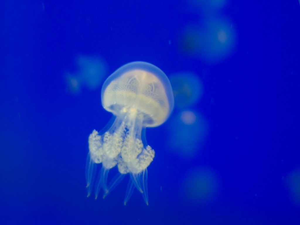 dream about a baby jellyfish