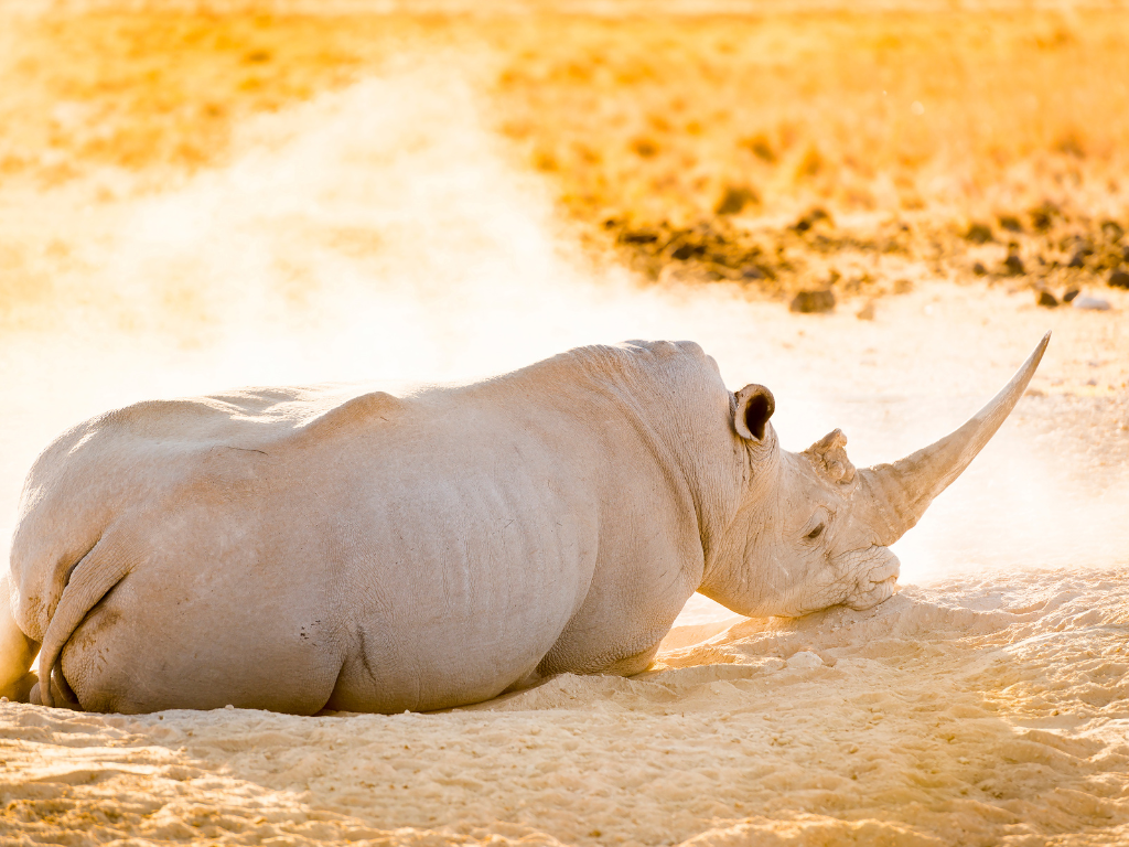 dream about a white rhino