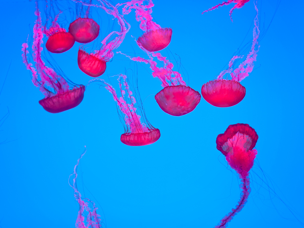 dream about a bunch of jellyfish 