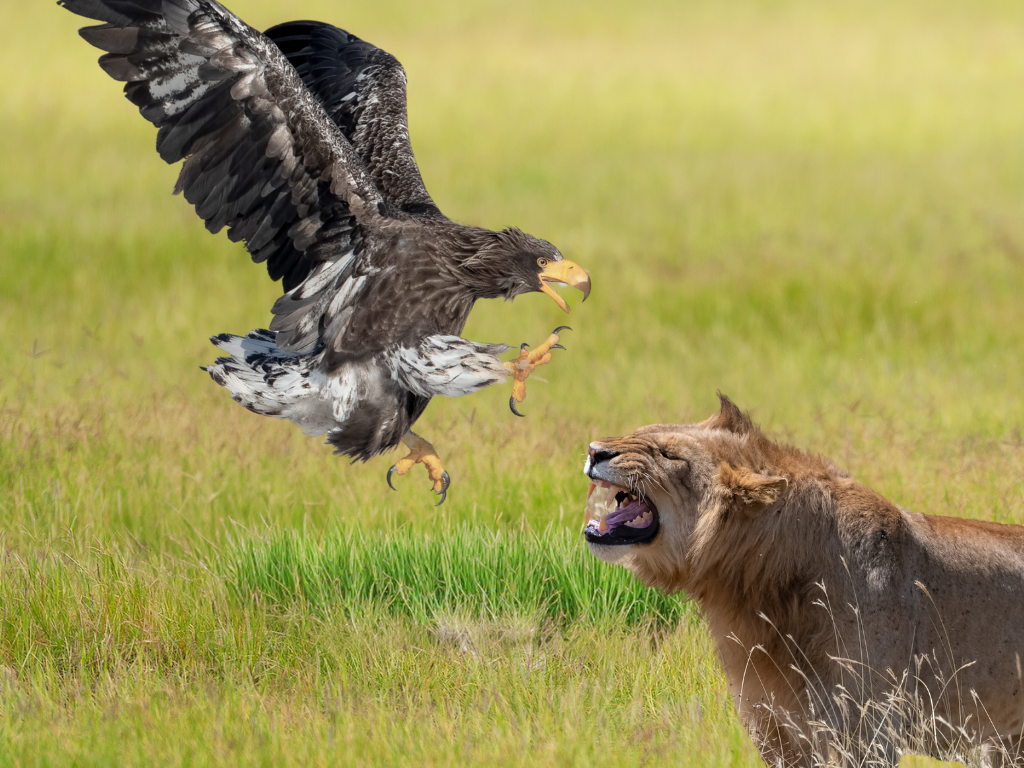 To Dream About Eagles Engaging In A Fight With Other Animals dream Of eagles fighting with other animals