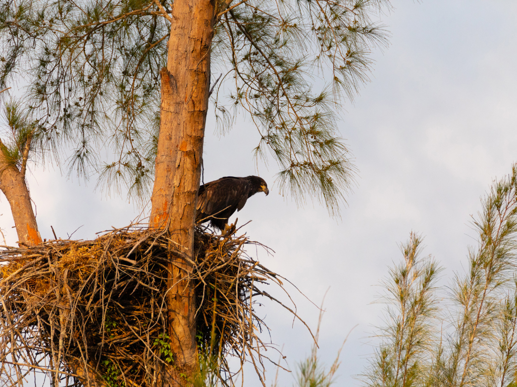 To Dream About Nesting Eaglets Dream About Nesting Eaglets
