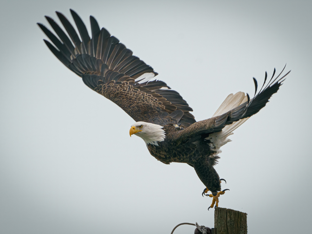 To Dream Of A Giant Eagle dream of a giant eagle