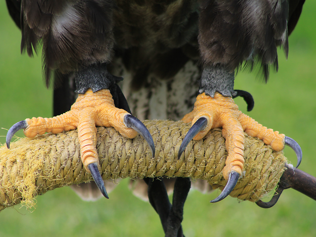To Dream Of An Eagle Claw Or Talon dream of an eagle claw or talon