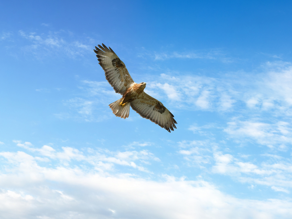 To Dream Of An Eagle Flying Overhead dream of an eagle flying overhead