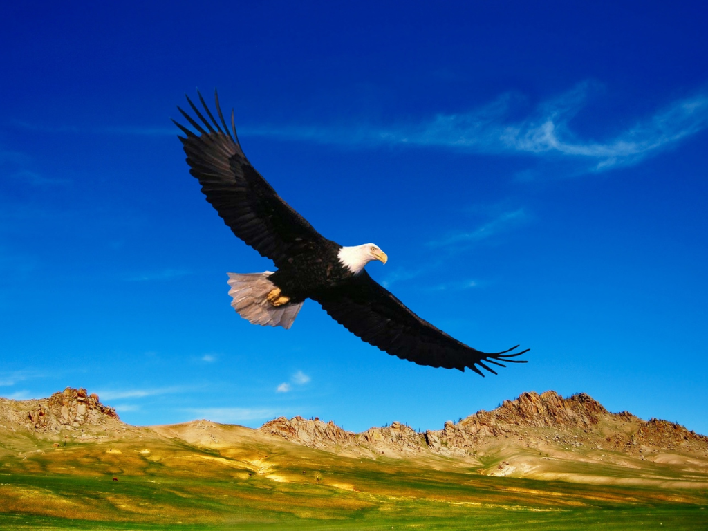 To Dream Of An Eagle Flying dream of An eagle flying
