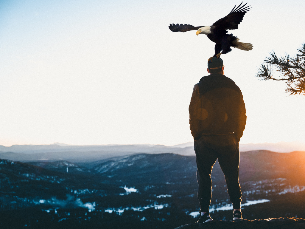 To Dream Of An Eagle Landing On Your Head Dream Of Eagle Landing On Your Head