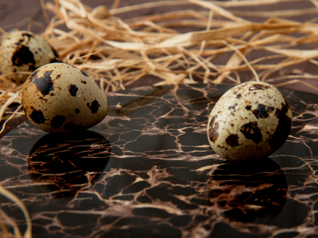 To Dream Of Eagle Eggs Or Eaglet dream of An eagle egg