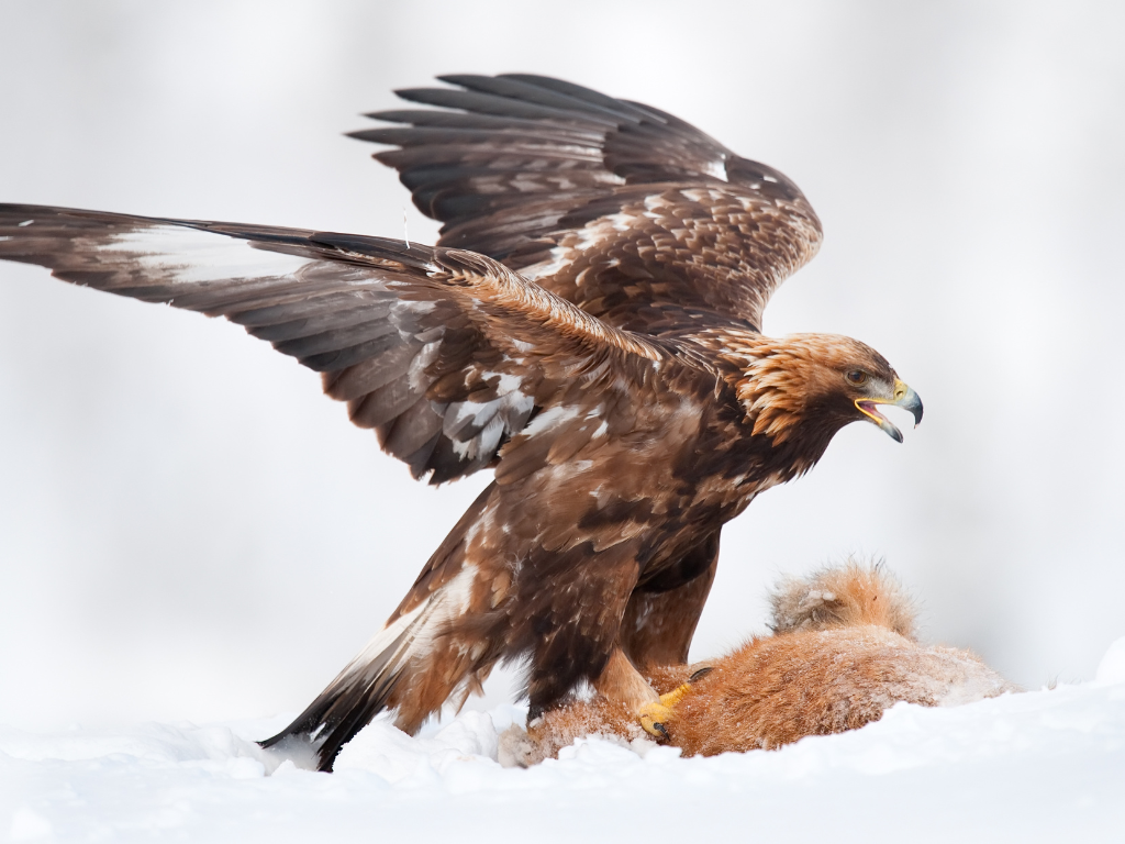 To Dream Of Eating An Eagle dream of an eagle Eating Something