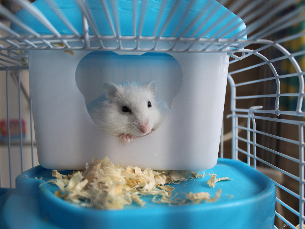 Dream of Hamster Is Sitting in A Cage dream of hamster is sitting in a cage