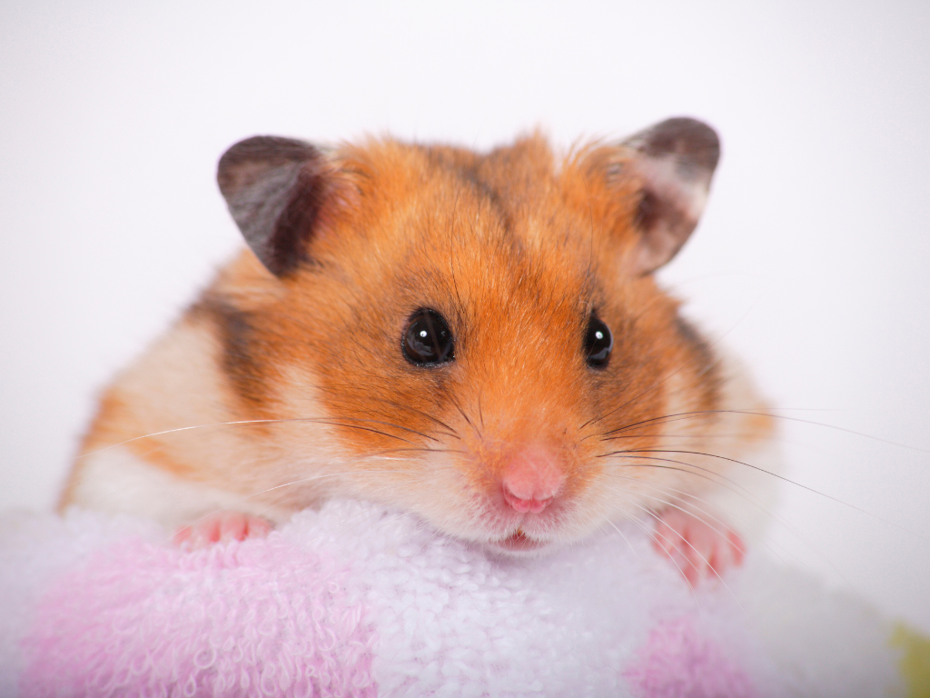 Dream of Baby Hamster and Meaning dream of baby hamster and meaning