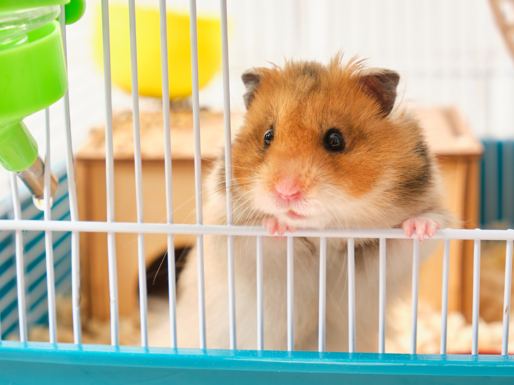 Dreaming About Hamster Inside Your Residence dreaming about hamster inside your residence