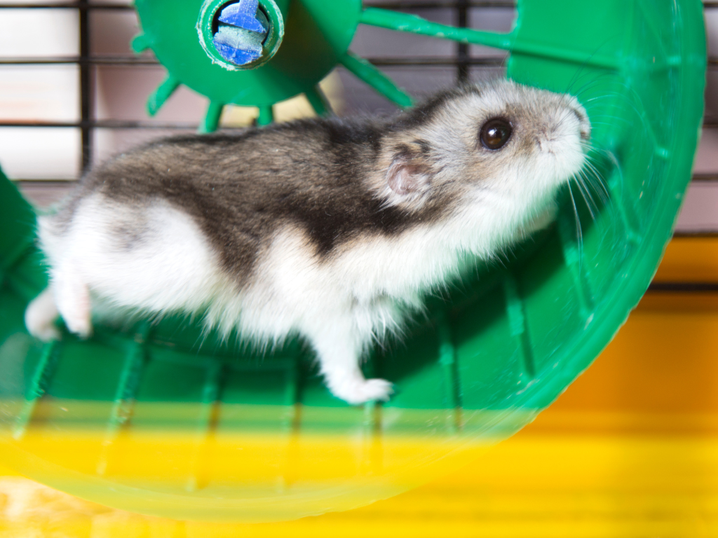 Dream of Hamster Is Running dream of hamster is running