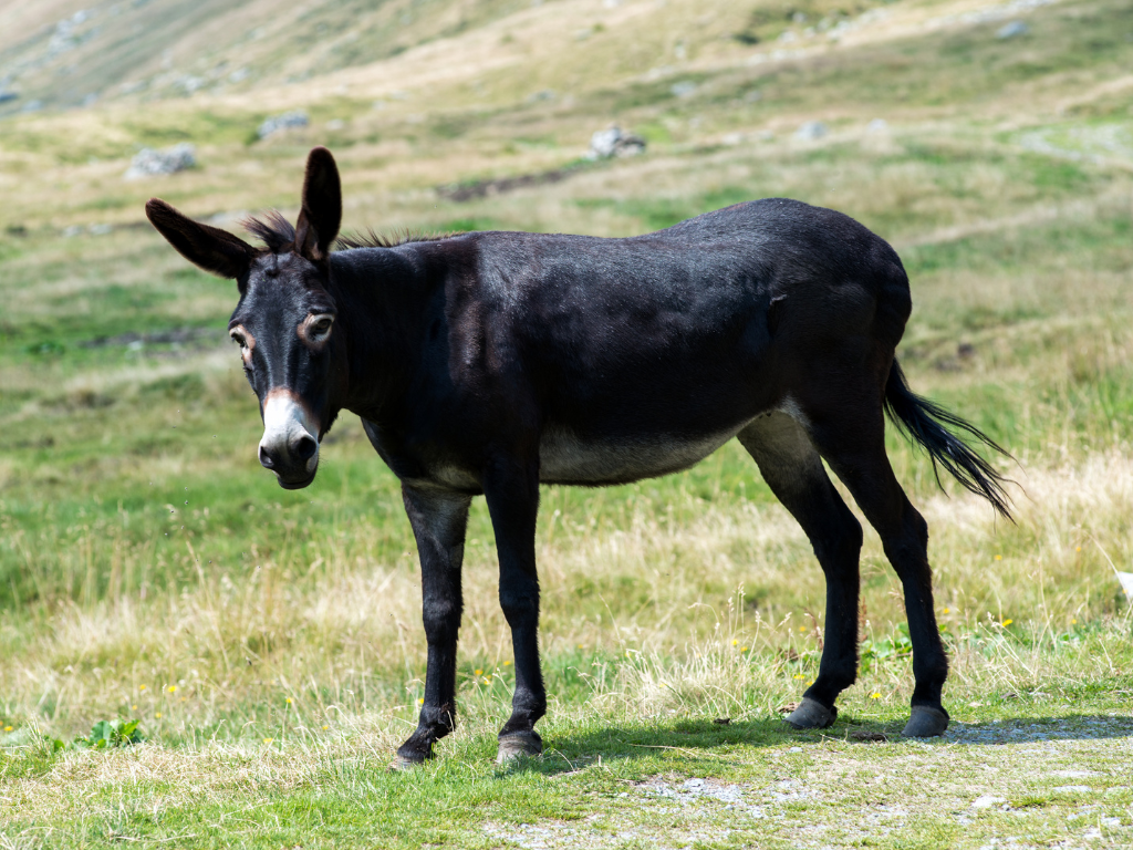 dream of black donkey - mysticdreamland