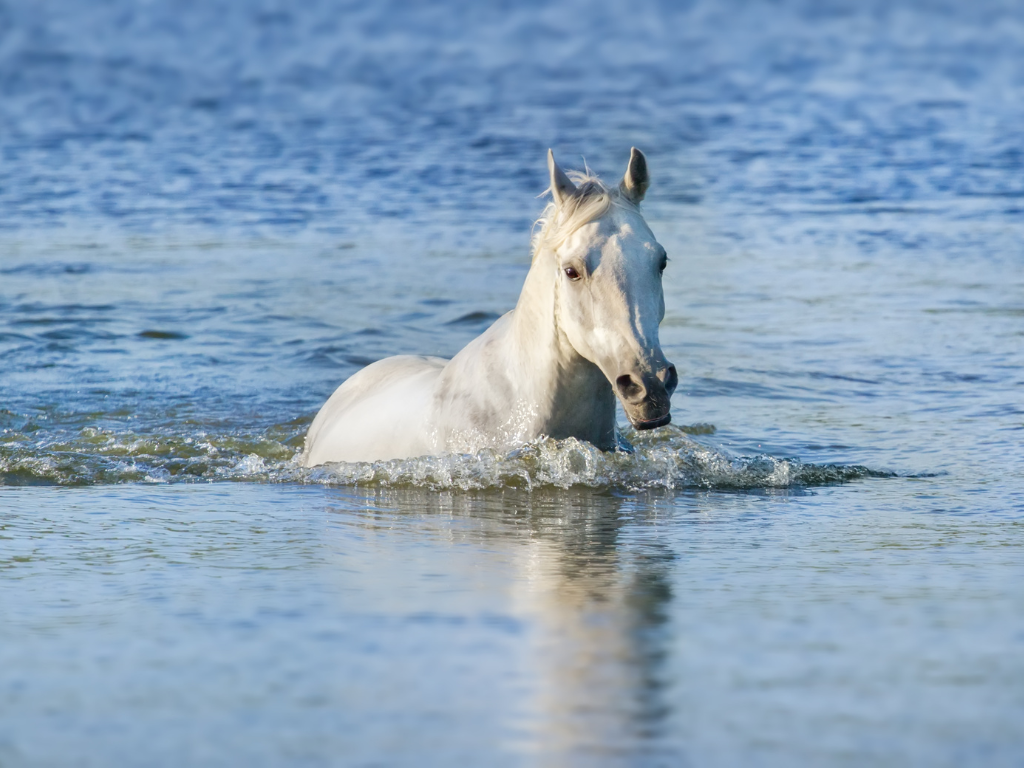 dream Of horses in the water