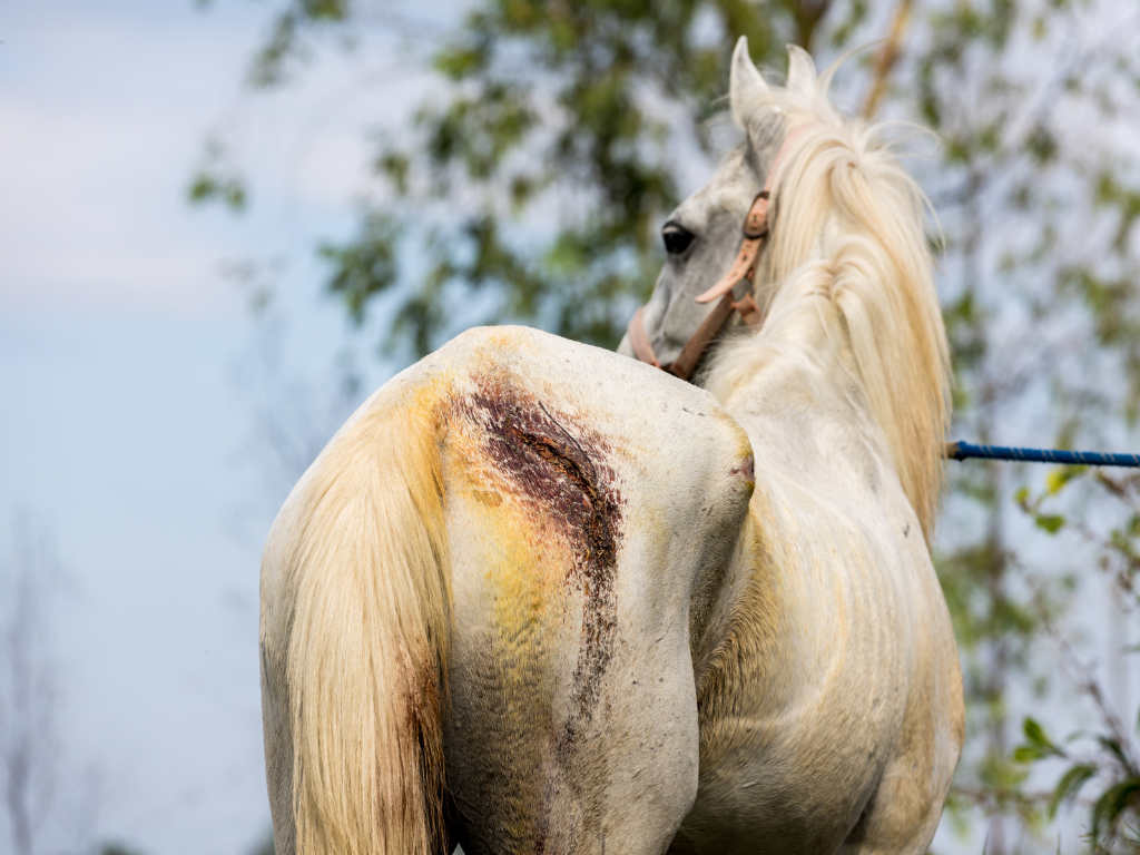 injured horse dream meaning
