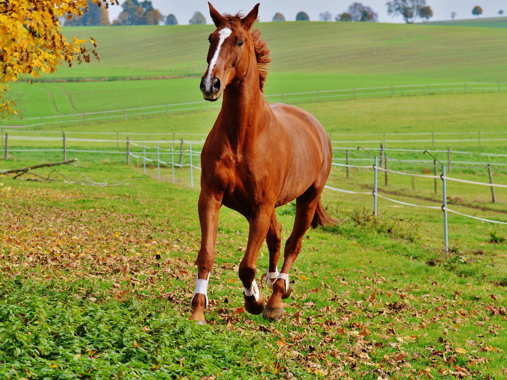 Dream Of brown horse spiritual meaning