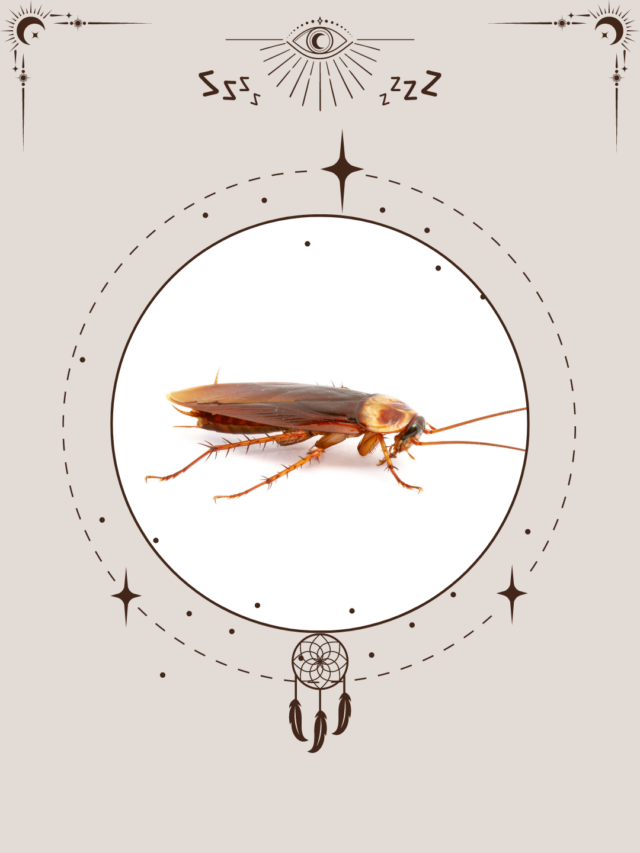 What does dreaming of a roach mean?